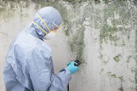 Professional Mold Inspection in Pecan Acres, TX